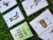 BABY ANIMALS PEXESO