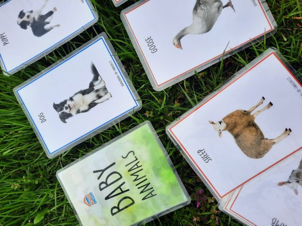 BABY ANIMALS PEXESO